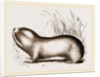 Mole Rat by Anonymous