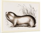 Mole Rat by Anonymous
