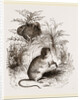 Harvest Mouse by Anonymous