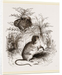 Harvest Mouse by Anonymous