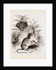 Harvest Mouse by Anonymous