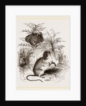 Harvest Mouse by Anonymous