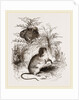 Harvest Mouse by Anonymous