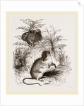 Harvest Mouse by Anonymous