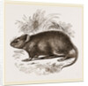 Caffre Broad-eared Rat by Anonymous