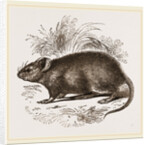 Caffre Broad-eared Rat by Anonymous
