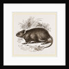 Caffre Broad-eared Rat by Anonymous