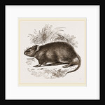 Caffre Broad-eared Rat by Anonymous