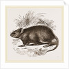 Caffre Broad-eared Rat by Anonymous