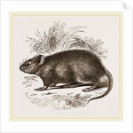 Caffre Broad-eared Rat by Anonymous