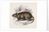 Caffre Broad-eared Rat by Anonymous
