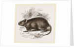 Caffre Broad-eared Rat by Anonymous