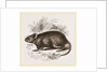 Caffre Broad-eared Rat by Anonymous