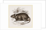 Caffre Broad-eared Rat by Anonymous