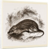 Barbary Mouse by Anonymous