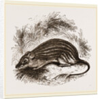 Barbary Mouse by Anonymous