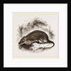 Barbary Mouse by Anonymous