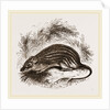 Barbary Mouse by Anonymous