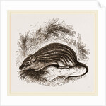 Barbary Mouse by Anonymous