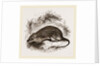 Barbary Mouse by Anonymous