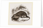 Barbary Mouse by Anonymous