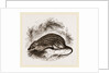 Barbary Mouse by Anonymous