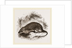 Barbary Mouse by Anonymous