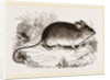 Darwin's Mouse by Anonymous