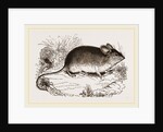 Darwin's Mouse by Anonymous