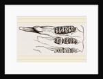 Teeth of Common Mouse by Anonymous