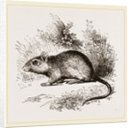 Burton's Gerbille by Anonymous