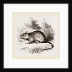 Burton's Gerbille by Anonymous