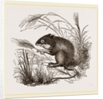 Teeth of Common Mouse by Anonymous