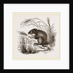Teeth of Common Mouse by Anonymous