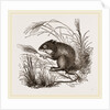 Teeth of Common Mouse by Anonymous