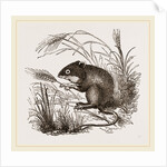 Teeth of Common Mouse by Anonymous