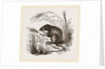 Teeth of Common Mouse by Anonymous
