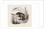 Teeth of Common Mouse by Anonymous