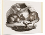 Common Mouse by Anonymous