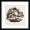 Common Mouse by Anonymous