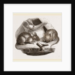 Common Mouse by Anonymous