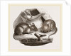 Common Mouse by Anonymous