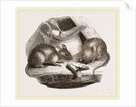 Common Mouse by Anonymous
