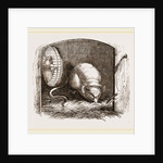 Common Mouse by Anonymous