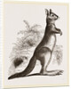 Cape Leaping Hare by Anonymous