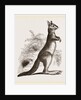 Cape Leaping Hare by Anonymous