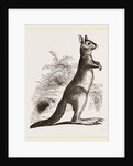 Cape Leaping Hare by Anonymous
