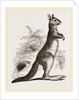 Cape Leaping Hare by Anonymous