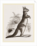 Cape Leaping Hare by Anonymous