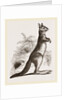 Cape Leaping Hare by Anonymous